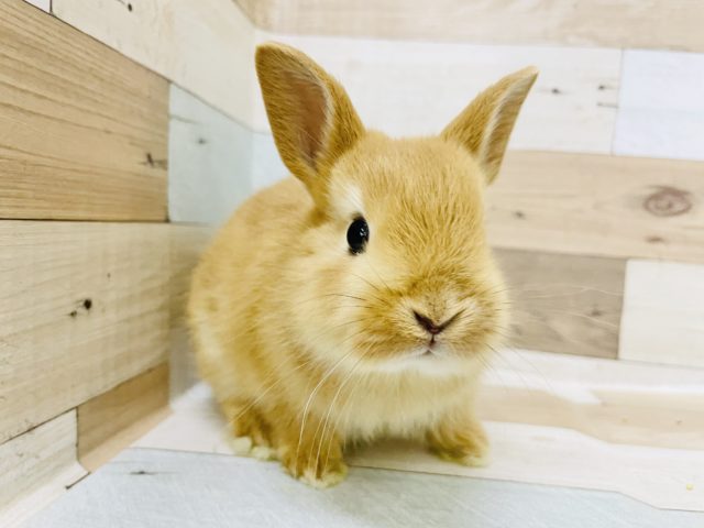 可愛すぎてツライよ♥ネザーランドドワーフ(オレンジ)