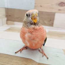 大物になる予感✨？ローズアキクサインコヒナ！