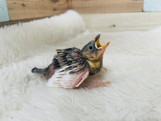 たくましく成長するんだ〜！ 桜文鳥さん！