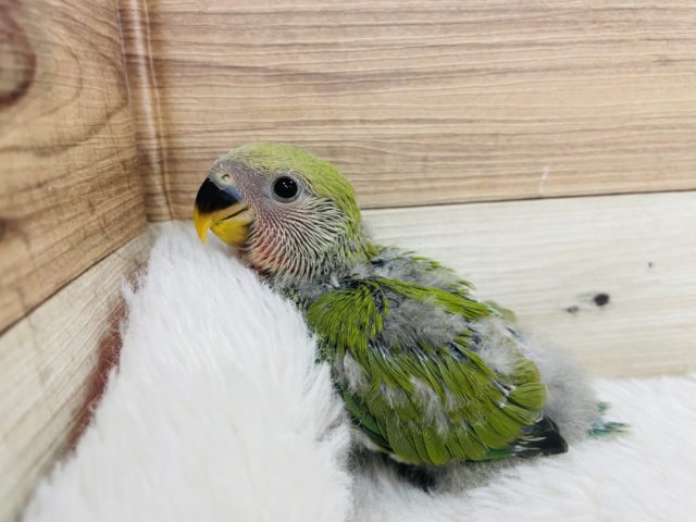 立派なコザクラインコになるんだ！ コザクラインコ ノーマル