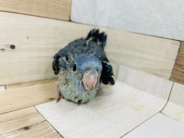 キュートなお顔♥サザナミインコヒナ(ブルー)