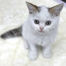 スコティッシュフォールド（ブラウンタビー&ホワイト）2021年12月11日生まれ　男の子