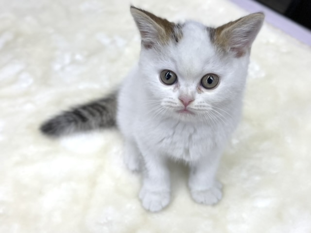 スコティッシュフォールド（ブラウンタビー&ホワイト）2021年12月11日生まれ　男の子