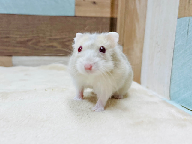 綺麗な瞳に惹き込まれる♥️イエロールビーアイちゃん！