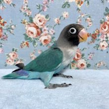 ボタンインコ  ブルー💙  3/1