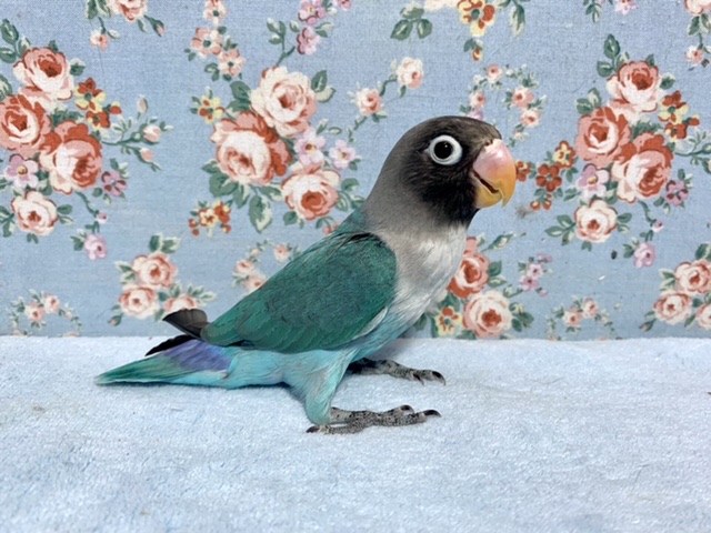 ボタンインコ  ブルー💙  3/1