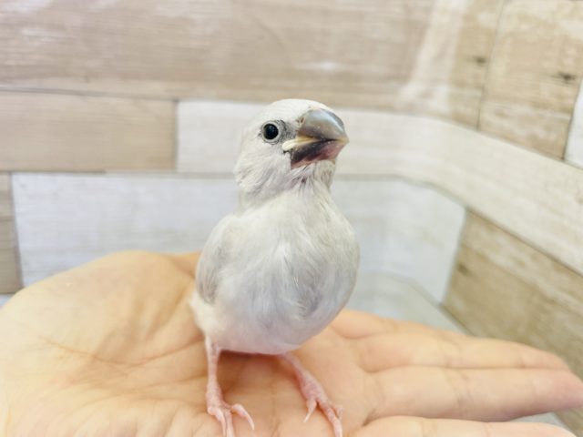飛べるようになったぜ〜♪シルバー文鳥ヒナ！