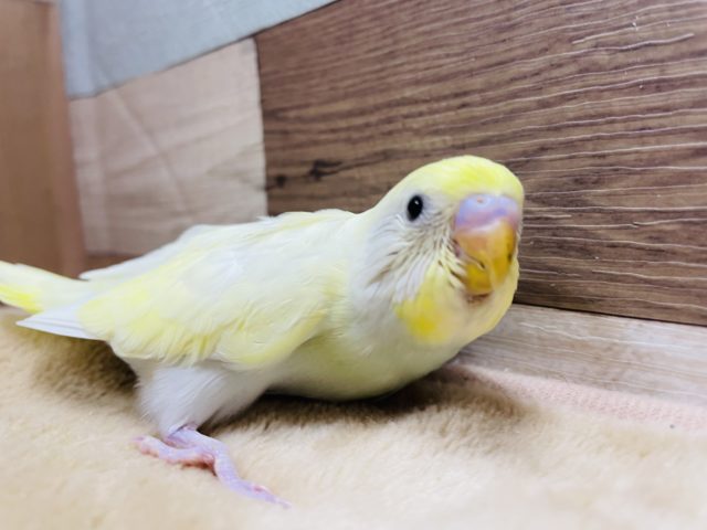 優しい雰囲気のヒナさんです☆セキセイインコのダブルファクタークリームカラー！