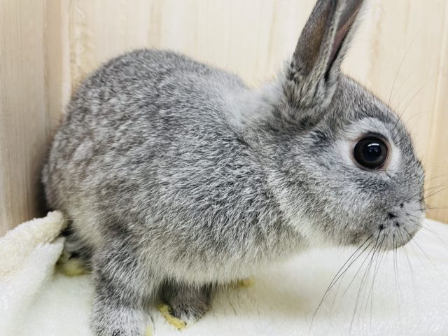 最新画像になります！おすまし顔が得意？なネザーランドドワーフ女の子♥