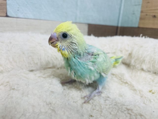 グリーンが綺麗！！セキセイインコ パステルカラーレインボー