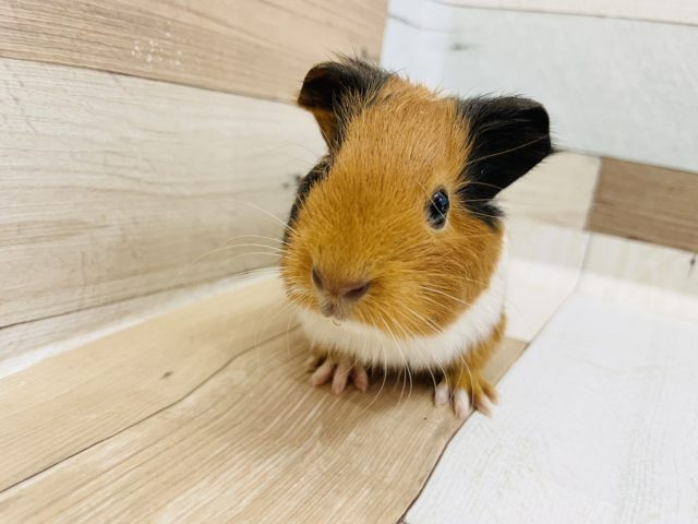 まだまだ小さいよっ♥イングリッシュモルモットくん！