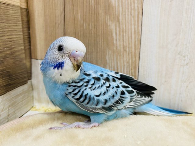 爽やかなカラーのセキセイインコさんやって来ました〜