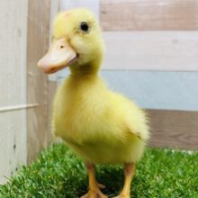 甘え上手な女の子☆コールダック！