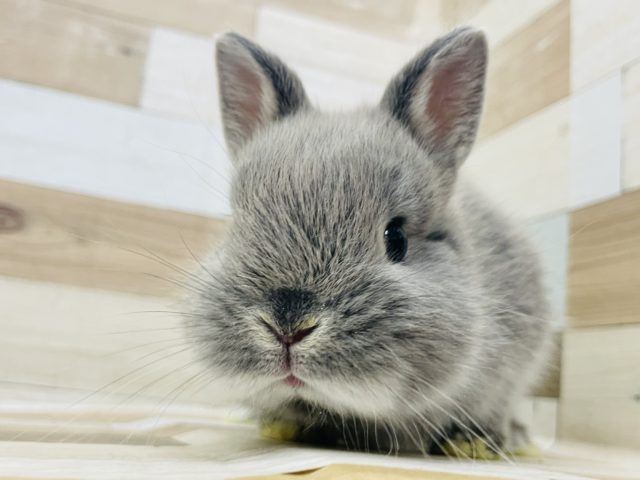 アナタはカワイイ………ネザーランドドワーフ(ブルーマーチン)