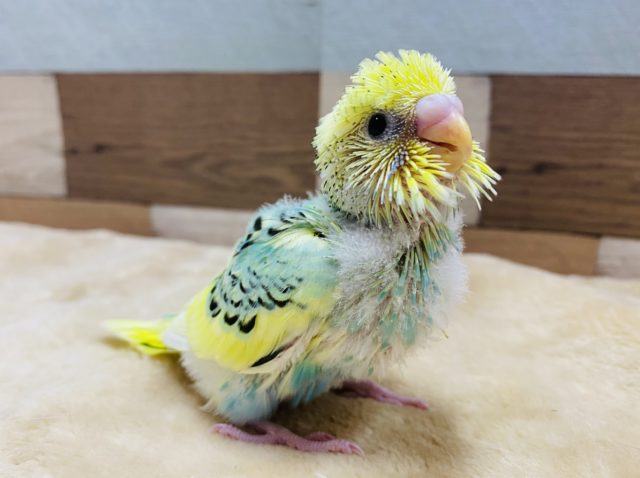 元気いっぱい！！鮮やかなカラーのセキセイインコ☆