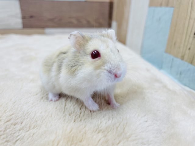 目の色が魅力的なハムスターちゃん♥️イエロールビーアイ！