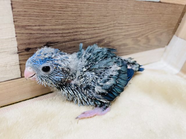優しい性格の予感です☆サザナミインコのコバルトカラー！