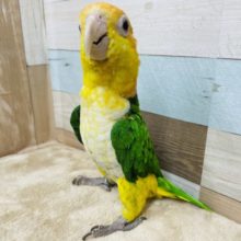 実は甘えん坊さん…！？シロハラインコ！