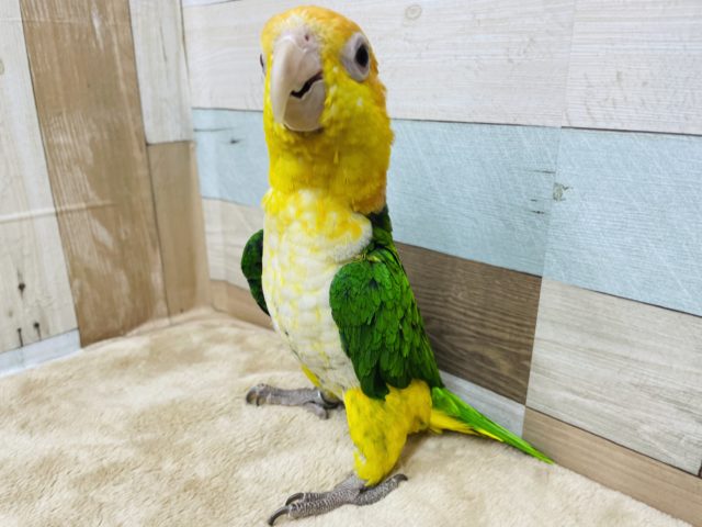 実は甘えん坊さん…！？シロハラインコ！