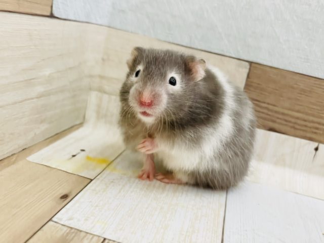 波模様が特徴的な美人さん♡セーブルハムスターちゃん！