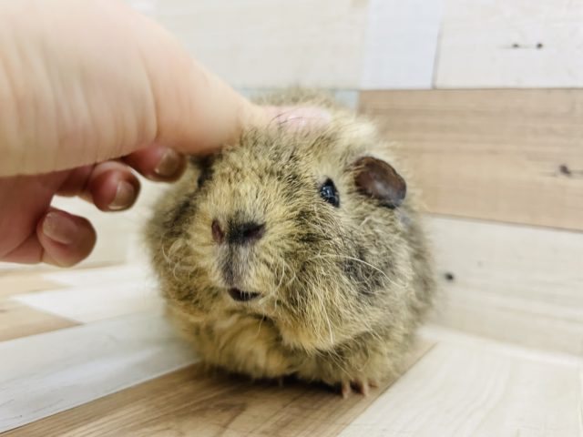 フフッ…嬉しいなぁ〜♡メリノモルモットちゃん！