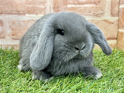 安定のもっちり感☆　ロップイヤーラビットの“ブルー”カラー　2022.3/16撮影