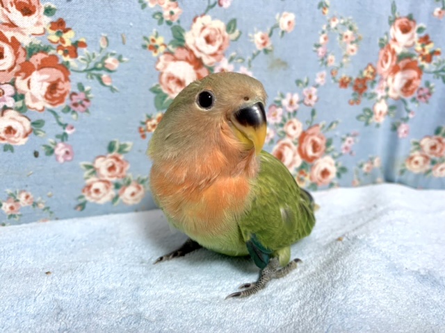 コザクラインコ オパーリン 3/3