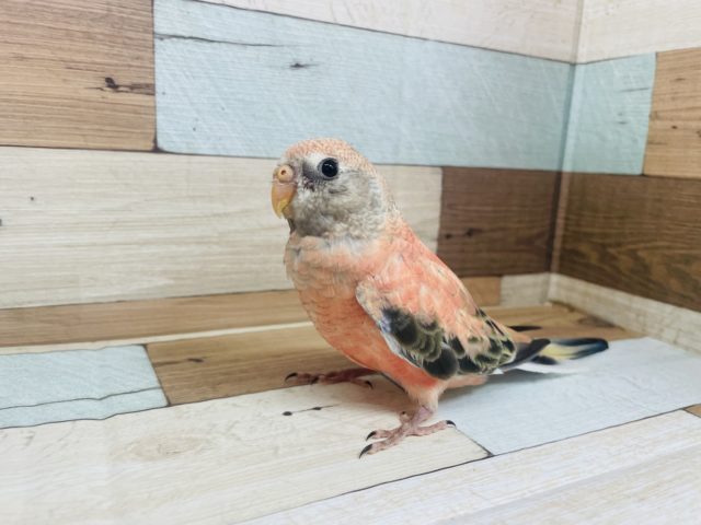 ヒナ餌卒業！最新画像もありますよ！おめめくりくり♪ローズ秋草インコさん☆