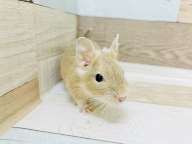 淡いベージュのキュートガール♥️サンドデグーちゃん！