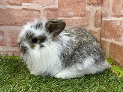 驚きのふんわり感☆　ロップイヤラビットの“ブロークン”カラー　2022.3/16撮影