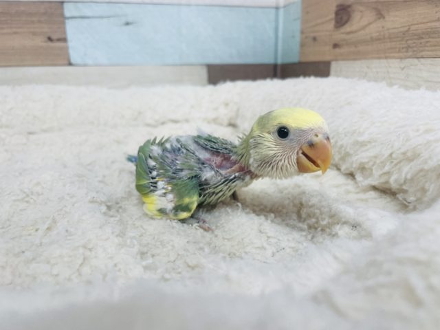 派手すぎないけどカラフルさん★コザクラインコ タイガーチェリー