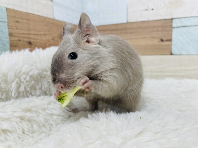 モグモグ大好き！デグー チョコレート