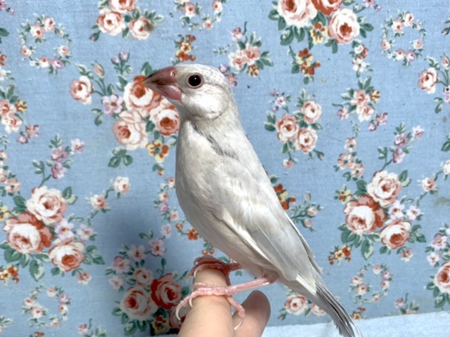 シルバー文鳥 🐦入舎しました 3/12