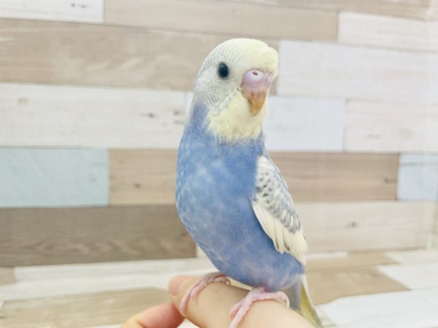 寝癖じゃないよ！？セキセイインコヒナ(スパングル)