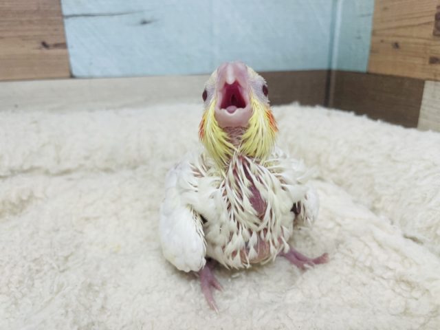 ちっちゃな恐竜さん？オカメインコ ルチノー☆