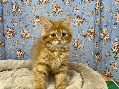 ふわふわの甘えん坊くん。 マンチカンの男のコ 2022.3/4撮影