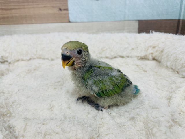 癒し満載！定番カラー☆コザクラインコ ノーマル♪