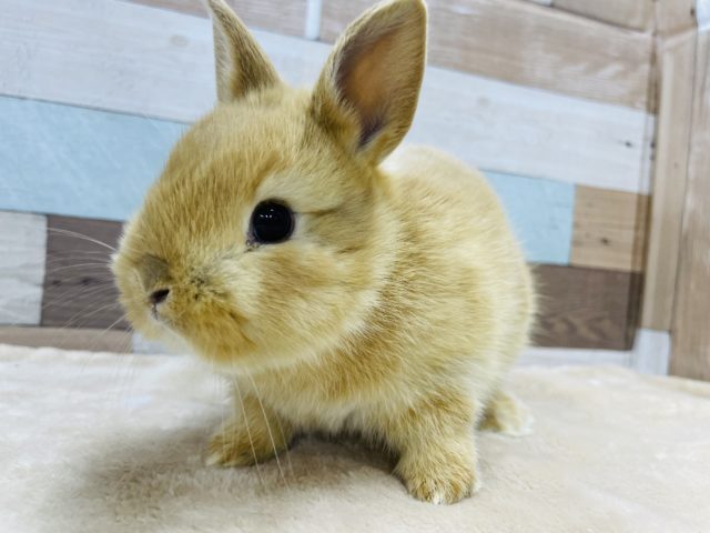 まるまるボディーの男の子☆ネザーランドドワーフのオレンジカラー！