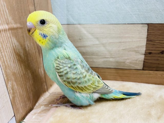 エメラルドグリーンが爽やかです☆人気カラーのセキセイインコやって来ました！