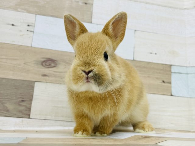 まるでホクロ？？激かわ♥ネザーランドドワーフ(オレンジ系)