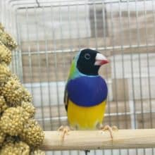 最新画像有り☆ヒナから大人に育ちました！！コキン鳥やって来ました〜