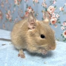 サンドデグー  男の子  3/16