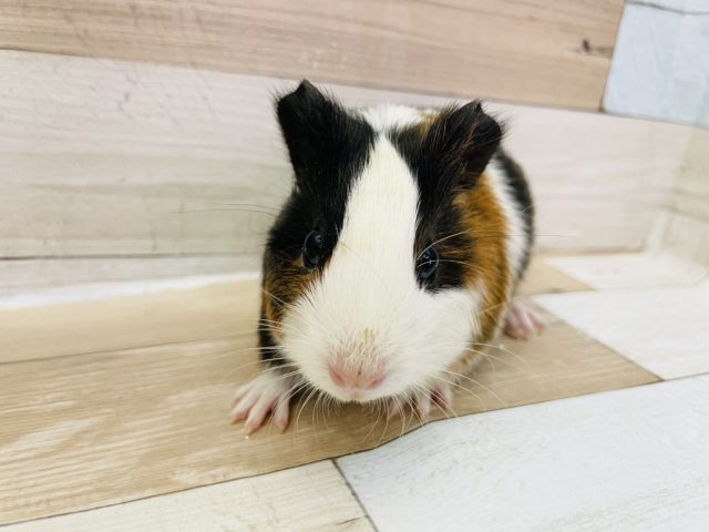 キュートボーイ♥イングリッシュモルモットくん！