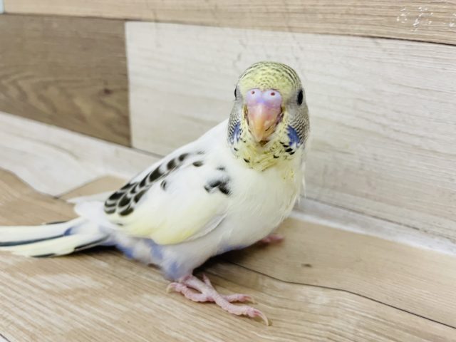 超ホヤホヤ最新画像！セキセイインコさん(4色ハルクイン)のヒナ入荷いたしました♡