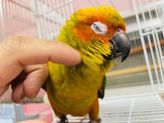 最新画像有り☆くりっとおめめの甘えん坊さん♡コガネメキシコインコやって来ました！