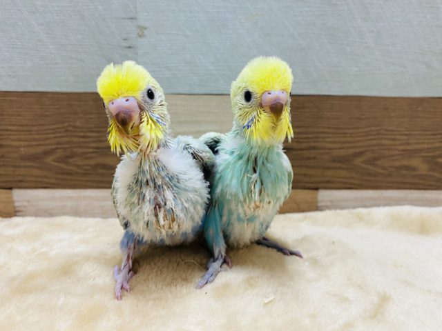 人気カラーのセキセイインコパステルレインボーやって来ました！！