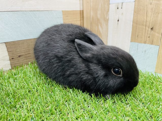 最新画像有り☆この丸さがたまりません♡ブラックカラーのネザーランドドワーフ！