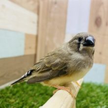 最新画像アップしました！ホワホワあほ毛が可愛すぎます❤︎キンカ鳥ノーマルやってきました♪