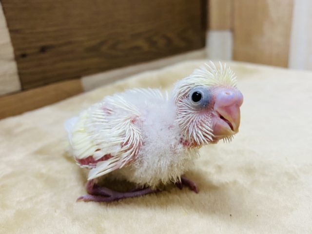 ふんわり淡いカラーのセキセイさんです！