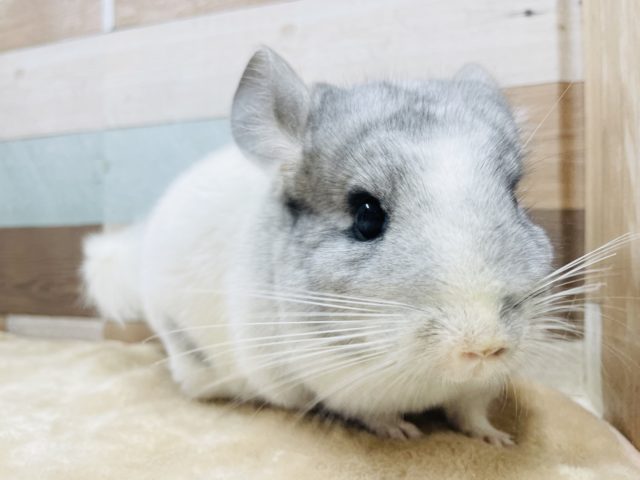 お顔の模様が特徴的な女の子☆チンチラのパイドカラー！